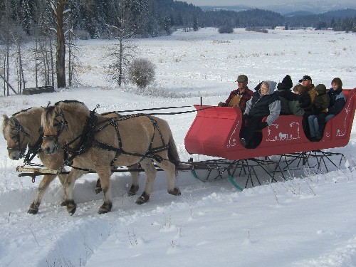 Norwegian Fjords - Bushwacker Fjord Ranch