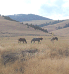 Horses in the Blackfoot River Valley