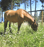 Horse enjoying  summer flowers