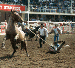 Rodeo Rider on Ground