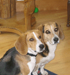 Two Beagles