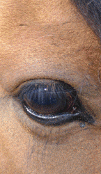 Horse's Eye