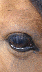 Look at the horse's eye