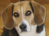 Boo the beagle - associate editor