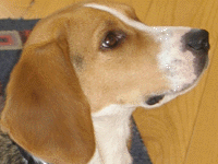 Young Male Beagle named Clancy