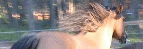 Mare Running Mare Running
