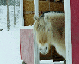NOrwegian Fjord Horse