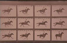 Muybridge Horse Art