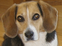 Adult Female Beagle named Boo