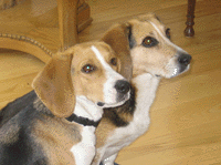 Beagles Boo and Clancy