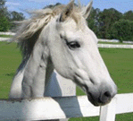 White Horse and  Green Grass